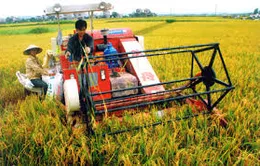 Hỗ trợ 100% lãi suất vay giảm tổn thất nông nghiệp