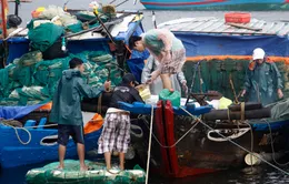 Cấm biển từ Quảng Ninh đến Quảng Bình để đối phó với bão Rammasun