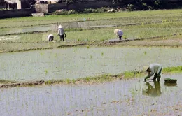 Kiên Giang: Sản xuất lúa vụ 3 lợi bất cập hại