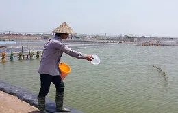 Sóc Trăng: Đầu tư hàng trăm tỷ đồng phát triển nghề nuôi trồng thủy sản