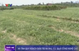 Hà Tĩnh quy hoạch gần 700 ha rau, củ, quả công nghệ cao 