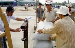 Giá gạo tăng cao nhất trong vòng 1 năm