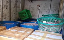 Hà Nội phát hiện, bắt giữ hơn 500kg nội tạng thối