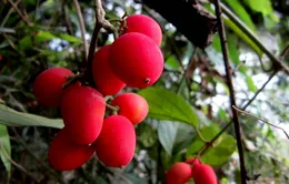 Ăn nhầm quả dại, 3 trẻ tử vong