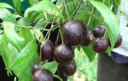 3 trẻ nhỏ ở Cao Bằng tử vong do ngộ độc cây hồng trâu 