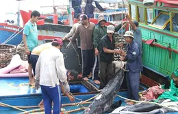 Cá ngừ đại dương – mặt hàng thủy sản tiềm năng nhất của Việt Nam
