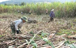 Đang tồn kho hàng trăn nghìn tấn mía đường