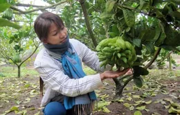 Đổi đời nhờ trái Phật thủ