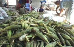 Tin đồn thất thiệt, người trồng bắp lao đao   