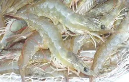 Việt Nam - Top 3 nước bị từ chối nhập khẩu thủy sản lớn nhất 