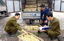 Tràn lan giống gia cầm từ Trung Quốc 