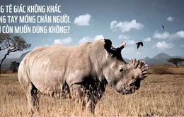Khởi động chiến dịch “Nói không với sừng tê giác” 