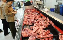 Phát hiện một số mẫu lợn có virus cúm  