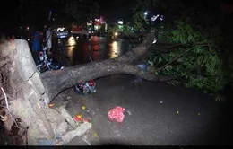 Hà Nội: Mưa giông, nhiều cây xanh bật gốc  