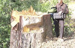 Rừng đặc dụng Sơn La lại bị “xẻ thịt”  