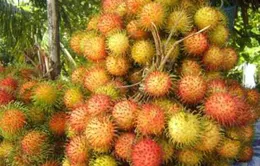 Lợi nhuận cao nhờ xuất khẩu chôm chôm trái vụ