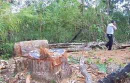 Làm rõ trách nhiệm trong vụ phá rừng Gia Lai  