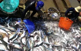 Tái cơ cấu ngành cá tra: Nông dân đứng ngoài cuộc     