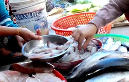 Phú Yên: Hầu hết chả cá đều chứa hóa chất 