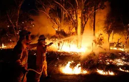Cháy rừng hàng loạt tại bang New South Wales
