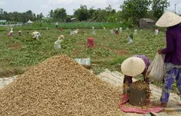 Cả tin, nông dân Trà Vinh bị chiếm đoạt gần 1 tỷ đồng
