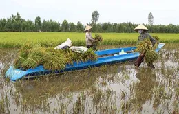 Thu nhập của nông dân Việt Nam vẫn ở mức rất thấp