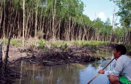 Rừng khu Ramsar Mũi Cà Mau sắp chỉ còn tên gọi?