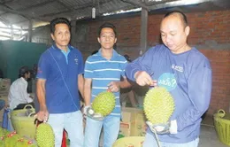 Thương lái Trung Quốc và thủ đoạn phá hoại chất lượng hoa quả bằng hóa chất