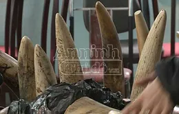 Bắt giữ gần 150kg ngà voi qua sân bay Nội Bài  