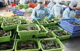 Việt Nam xuất khẩu tôm đứng thứ ba thế giới