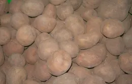 Bức xúc khoai tây Trung Quốc “đội lốt” Đà Lạt   