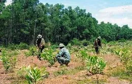 Sử dụng đất sai mục đích bị phạt đến 500 triệu đồng 