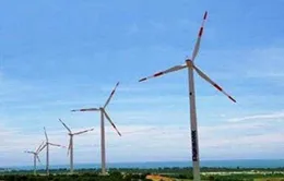 Ninh Thuận sắp “khai tử” dự án điện gió 1.495 tỷ đồng