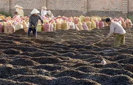 Cà phê tăng giá, nông dân vẫn găm hàng 