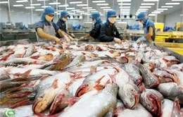 Thêm 3 trang trại cá tra đạt tiêu chuẩn quốc tế 