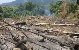 Rừng Khu bảo tồn Núi Ông đang bị tàn phá
