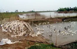 Xuất hiện chủng virus cúm gia cầm mới tại Đồng Nai 
