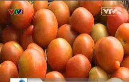 Nghịch lý cà chua làm thức ăn cho gia súc 