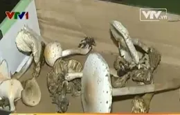 Khó để phân biệt nấm độc với nấm thường