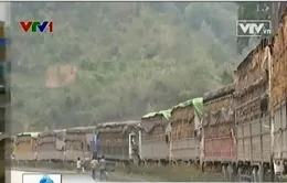 Xót xa khi dân lại có một mùa dưa hấu… "đắng"