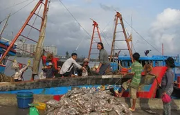 Thị trường thủy sản rối loạn vì thương nhân Trung Quốc 