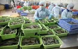 Xuất khẩu tôm vào thị trường EU tăng mạnh
