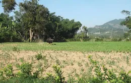 Quảng Nam: Bò tót húc chết 1 người, 4 người bị thương 