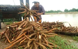 Hội thảo quốc tế Giảm thiểu tổn thất nông sản sau thu hoạch 