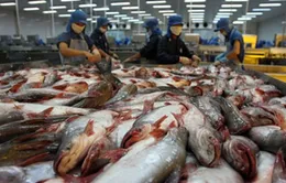 Mỹ điều chỉnh thuế nhập khẩu đối với cá tra Việt Nam
