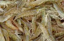 Đưa tạp chất vào tôm nguyên liệu có thể bị tội hình sự 