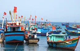 Ưu đãi bảo hiểm tàu cá - Những phản hồi tích cực 