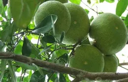 Bưởi Phúc Trạch đang hồi sinh sau nhiều năm thất bát