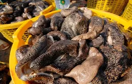 Ngư dân cần thận trọng khi khai thác con banh lông