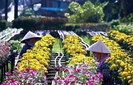 Các kiểu du lịch... "né" Tết